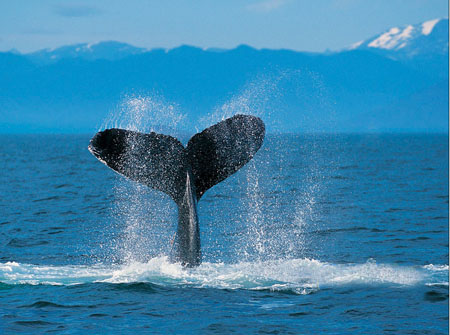 日本旅游 赶赴冲绳1-3月赏鲸旺季