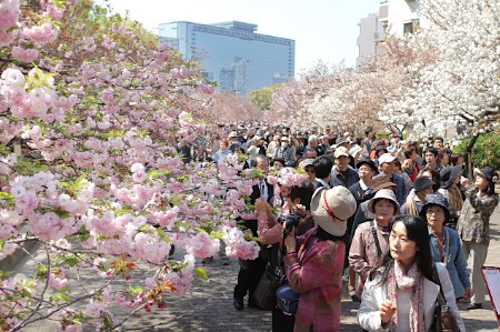 大阪春季特色风景 樱花通道绚烂呈现