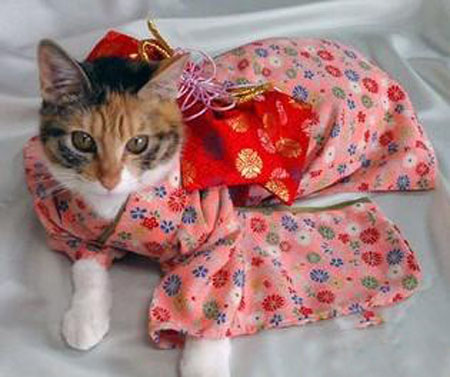 日本的猫也有专属节日——猫の日