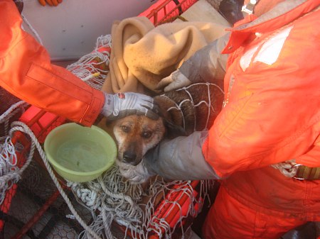 海上搜救队救出了随屋顶漂流的小狗