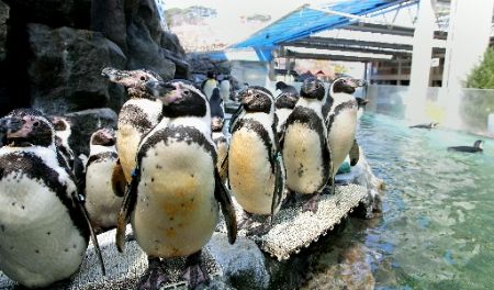 松岛水族馆将于4月20日重新开放