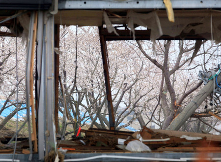 宫城县亘里町樱花盛开 守护当地的灾后重建工作