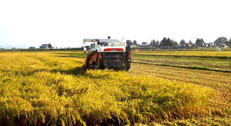 关东地区农业遭受重创    五县农产品损失超8500亿日元
