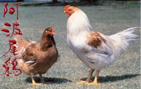 德岛县的品牌肉鸡——阿波尾鸡