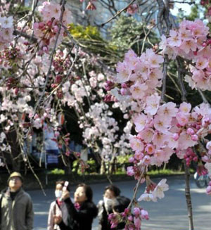 又到樱花烂漫时 日本旅游业复苏之路在何方？