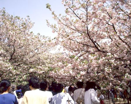 日本大阪"樱花通道"赏樱活动开幕