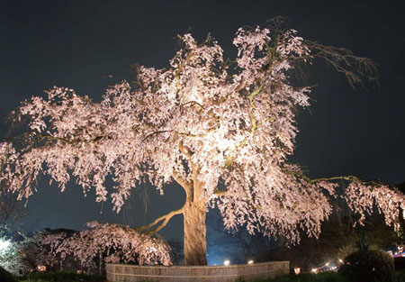 樱花观赏地——京都圆山公园