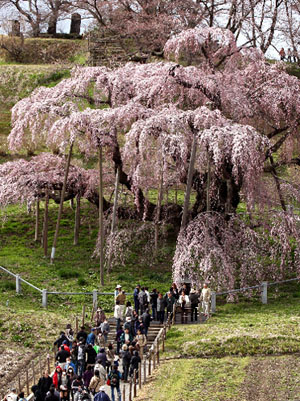 福岛三春“千年之樱”照常开放