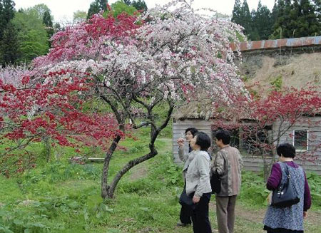 日本秋田县八峰町手这坂村落迎来桃花盛开的季节