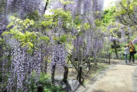 日本横须贺市阿部仓菖蒲园的紫藤花盛开