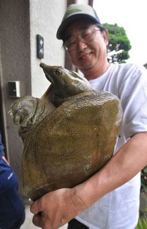 京都木津川发现日本最大的甲鱼