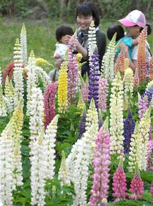 日本大阪世博会纪念公园的羽扇豆迎来花期