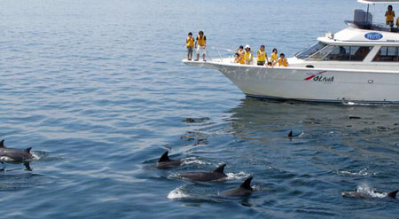 熊本县上天草市奇妙的海豚之旅