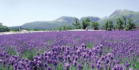 大分县的久住花公园 日本通