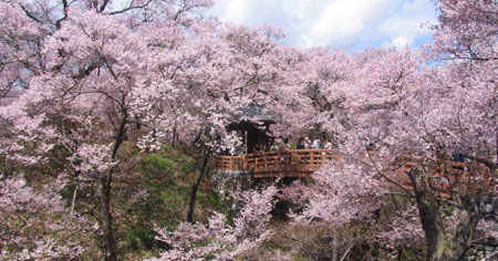 花粉症患者赴日必看 日本通 花粉症患者赴日必看 日本通