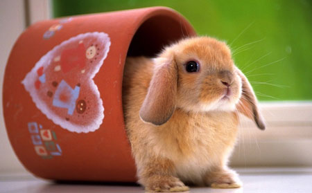 日本单身男女的新宠——宠物兔