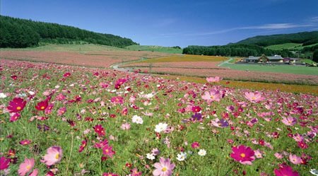 日本波斯菊的海洋 北海道太阳之丘远轻公园