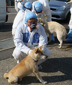 日本政府将采取措施保护遗留在警戒区域的宠物们