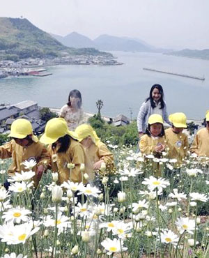 日本因岛除虫菊盛开迎来观赏的最佳时节