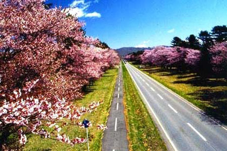 樱花长廊 北海道静内町二十间道路
