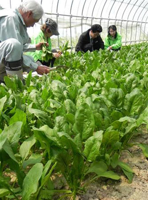兵库县养父市若杉高原有机蔬菜开始上市