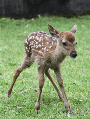 奈良鹿苑诞生今年首只小鹿 模样可爱成明星