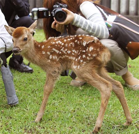 奈良鹿苑诞生今年首只小鹿 模样可爱成明星