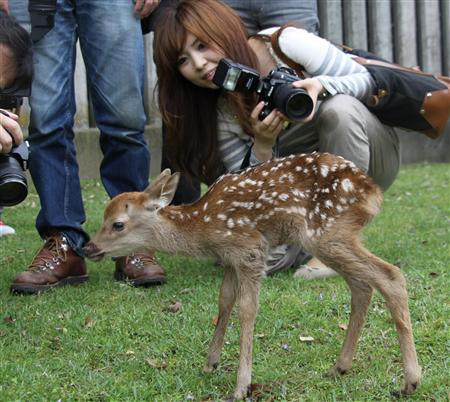 奈良鹿苑诞生今年首只小鹿 模样可爱成明星