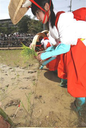 住吉神社举办“御田植祭” 初中生表演传统歌舞兼插秧