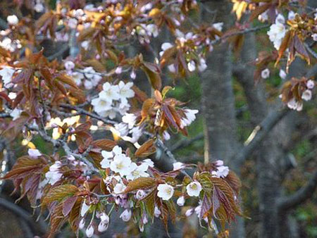 稚内发布最后的“开花宣言” 本年度樱花前线结束