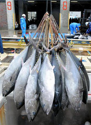 今年境港黑鲔渔获量首次超过千条