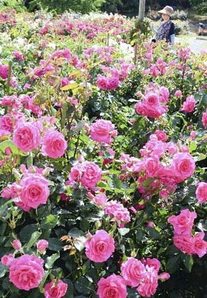 日本白滨町的观光玫瑰花园鲜花盛开