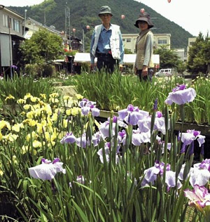 日本大洲市“新谷鸢尾园”鸢尾花竞相盛开