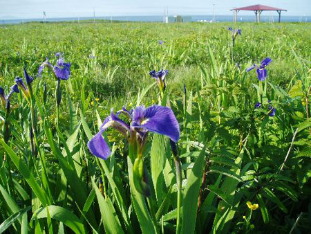 北海道原生态花园——北方原生花园