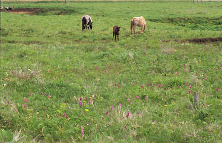 北海道原生态花园——北方原生花园