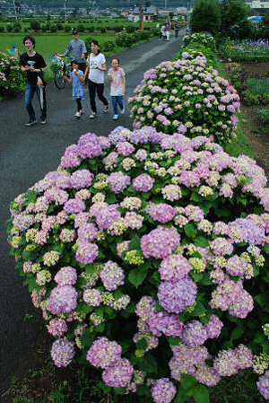 日本开成町举办 “开成绣球花节”吸引游客无数
