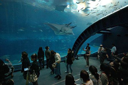 冲绳国家级热带公园——海洋博览会纪念公园