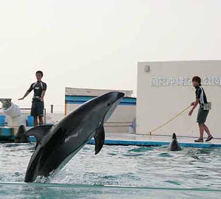 冲绳国家级热带公园——海洋博览会纪念公园