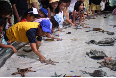 美丽神秘的海洋水族馆——冲绳海洋水族馆