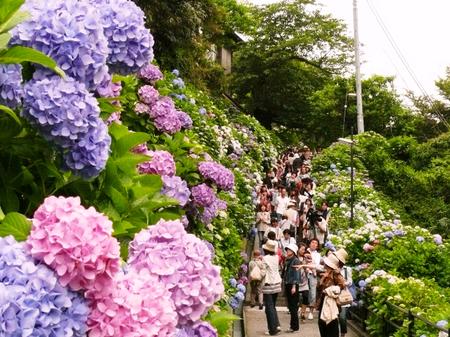 日本古都镰仓迎来绣球花盛开的季节