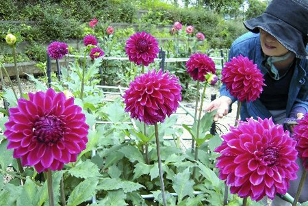日本町田大丽菊花园大丽菊花盛开面向游客开放