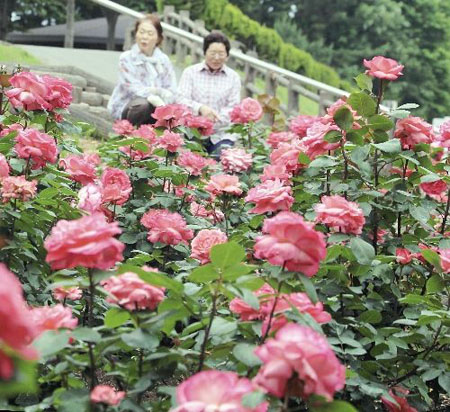 日本秋田市樽山森林公园玫瑰花竞相开放