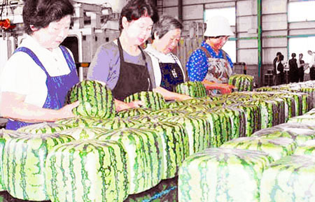 日本夏季人气水果—四方形西瓜