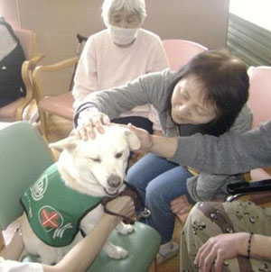 治疗犬到访日本地震灾区 抚慰灾民心灵伤痕