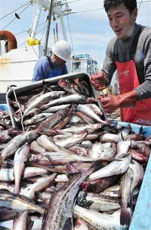 日本宫古市渔民出海捕鱼 捕获量仅为震前3成