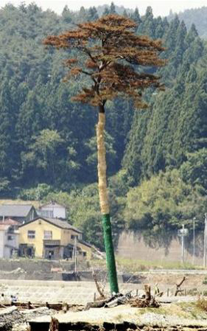 日本岩手县高田松原 “一棵奇迹的松树”生命堪忧