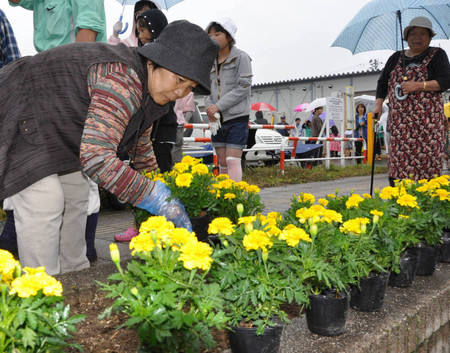 东京志愿者在宫城县岩沼市临时住宅为灾民种上鲜花