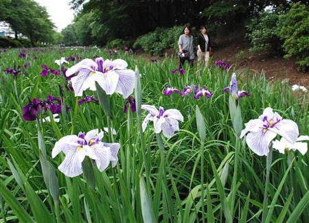 日本伊势崎市赤堀花菖蒲园迎来花菖蒲赏花时节 日本通