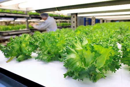 日本最大的人工采光蔬菜基地在大阪落成