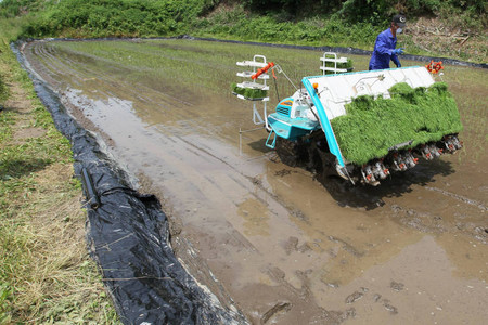 福岛饭馆村开始在受核污染田地上种植农物